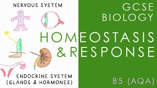 HOMEOSTASIS amp RESPONSE  GCSE Biology AQA Topic B5 [upl. by Nosyerg]