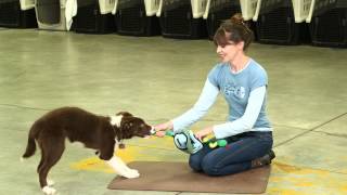 Mental Enrichment With Toys and Games  Teachers Pet With Victoria Stilwell [upl. by Nalyac]