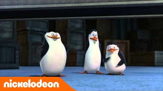 Les pingouins de Madagascar  Les bonbons  Nickelodeon France [upl. by Elatia517]