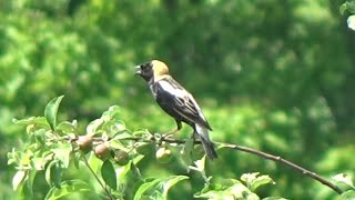 Bobolink quotIncredible footage of this uncommon bird singingquot [upl. by Obel]