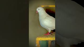 Hera Aseel Pigeon Kabootar Parwazi Pigeonlovers [upl. by Hennessy]