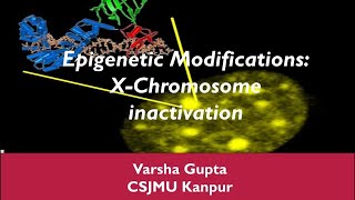 Xchromosome inactivation Epigenetic Modifications [upl. by Amluz]