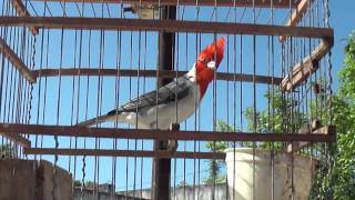 Cardenal macho cantando a mi lado [upl. by Eneles25]