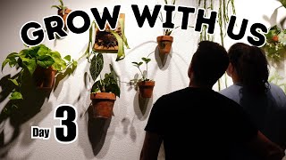 DAILY PLANT VLOG Whats Wrong with our Palm Tree [upl. by Ardek]