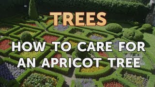 How to Care for an Apricot Tree [upl. by Airetak811]