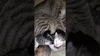 like cattitude comedysong subscribe catlover kitten [upl. by Sheena902]