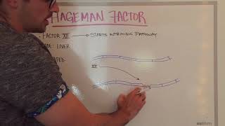 Hageman Factor Easily Explained [upl. by Rudman720]