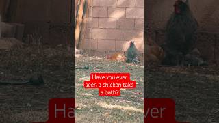 Dirt baths are their favorites chicken funny trending fyp reels shorts shortvideo [upl. by Gerianna]