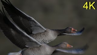 Greylag Goose  CLOSE UPS In Flight on Water Land [upl. by Shell779]