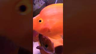 cichlid fish tank parrotfish catfish aquariumfish shortsviral viralvideo shorts [upl. by Leggett813]