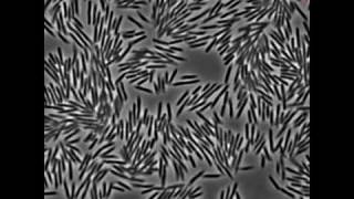 Motions of Swarming E coli Bacteria [upl. by Leund]