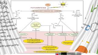 Metabolitos Primarios y Secundarios [upl. by Wolfort]