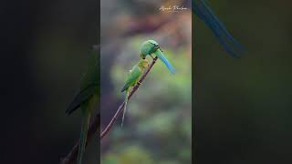 Roseringed Parakeet music instrumental love [upl. by Odrick]