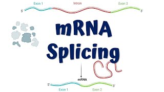 mRNA Splicing animation  Steps of mRNA Splicing [upl. by Ytsirt]