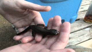 Fresh Water Newt Wild [upl. by Aerdnaeel]