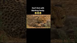 Dont Fork with Warthog Family warthog kasongo [upl. by Borreri970]