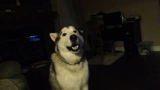 Bear and Meeko Alaskan malamutes how I miss them interrupting shows in the evening [upl. by Ydorb]