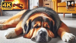 30 Minutes of Deeply Soothing Dog Music Relax Your Pet amp Calm Separation Anxiety with Healing Sounds [upl. by Zeiger]