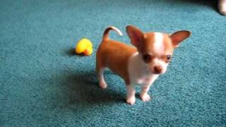 9 week old Chihuahua puppy playing [upl. by Cornela430]