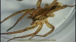 Exploring Wolf Spider video 2 under a Microscope [upl. by Ytissahc]