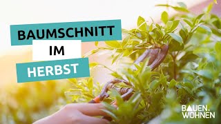 Baumschnitt im Herbst Tipps für Apfelbäume Hecken und Lavendel I BAUEN amp WOHNEN [upl. by Yks873]