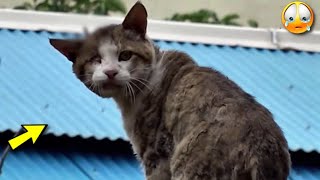 😭 Menschen haben einem obdachlosen Kater auf grausame Weise Nägel in den Kopf getrieben [upl. by Snahc]