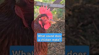 What Sound Does A Hen Make chickens backyardchickens gardening [upl. by Howell306]