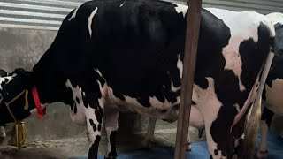 KARNATAKA TOP TOP HF JERCY ABS WW DENMARK COWS AVAILABLE FOR SALE [upl. by Grose]