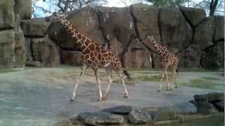 Giraffes at the Philadelpia Zoo [upl. by Ij]