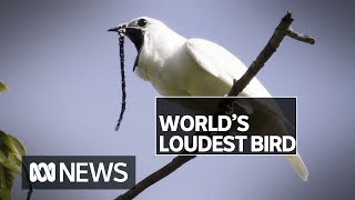 Worlds loudest bird the white bellbird has a mating call above human pain threshold  ABC News [upl. by Elkin]