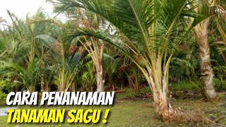 Mengenal Teknik Penanaman Tanaman Sagu [upl. by Taveda]