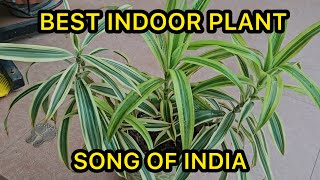 How To Grow And Care Song Of India Dracaena reflexa Plant  Fun Gardening [upl. by Ahders529]