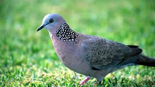 Relax Morning 1 Hour 20 Minutes Birds ChirpingNatural Sound of Birds SingingBirds Spotted dove [upl. by Annayd]