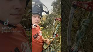 Spruce removal  arborist chainsaw dangerous stihl climbing [upl. by Merry]