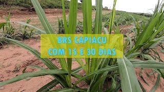 BRS CAPIAÇU COM 15 E 30 DIAS [upl. by Akemrej]