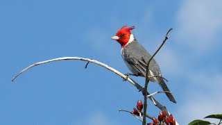 LOS HERMANOS CUESTAS como los pajaros [upl. by Audry494]