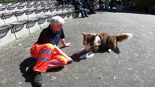 Rettungshundestaffel des DRKRecklinghausen  Deutsches Rotes Kreuz [upl. by Gallager]