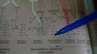 PENTOSE PHOSPHATE PATHWAY part 2non oxidative reactions [upl. by Yerrot]