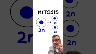 Mitosis vs Meiosis [upl. by Bourgeois201]