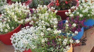 Best Winter FLower  Sweet Alyssum  How to Grow and Care Sweet Alyssum  Fun Gardening [upl. by Dianna]