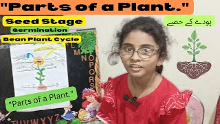 How Do Bean Plants Grow  Minsa Explains Plant Life Cycle amp Parts [upl. by Claude]