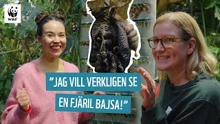 Fantastiska fjärilar  Julia djuren amp WWF [upl. by Bronwyn900]