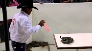 Sweetwater Rattlesnake Roundup2013 [upl. by Haggai]