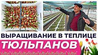 ВЫРАЩИВАНИЕ ТЮЛЬПАНОВ В ТЕПЛИЦЕ К 8 МАРТУ теплица тюльпаны бизнеснатюльпанах 8марта цветы [upl. by Gustavus]