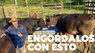 ¿COMO ENGORDAR TOROS CON PASTOEN POCO TIEMPO Y ESPACIO I Rancho el Esfuerzo [upl. by Derr585]