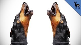 Why Do Dogs Howl [upl. by Idurt]