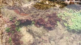 Gelidium sp  Red algae  சிவப்பு அல்கா [upl. by Marba384]