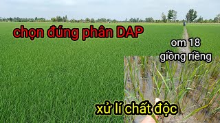 Om 18 Hè thu 2024GIẢI PHÁP Xử lí ruộng lúa bị NGỘ ĐỘC mùa nắng nóngCHỌN ĐÚNG PHÂN CHO LÚA [upl. by Dine]