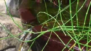 Pondless Waterfall with Patio Spillway Bowl Fountains [upl. by Wallford883]