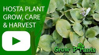 Hosta plant  grow care harvesting amp eat indoor plant [upl. by Rysler964]